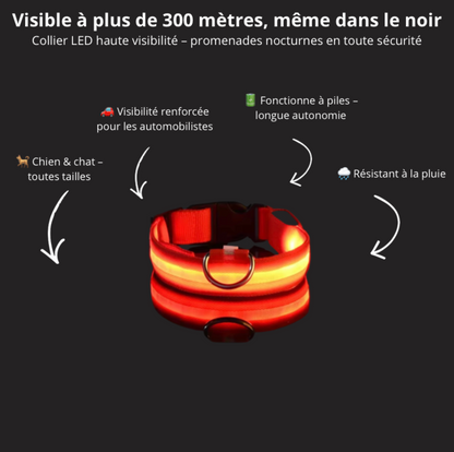 Collier LED de nuit pour chien – Visibilité et sécurité nocturne